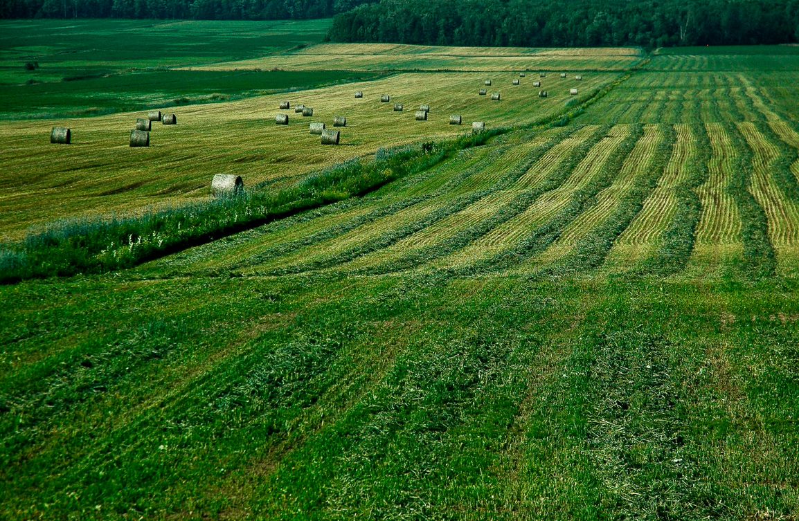 Galerie nature Michel Gauthier photographe champ vert campagne