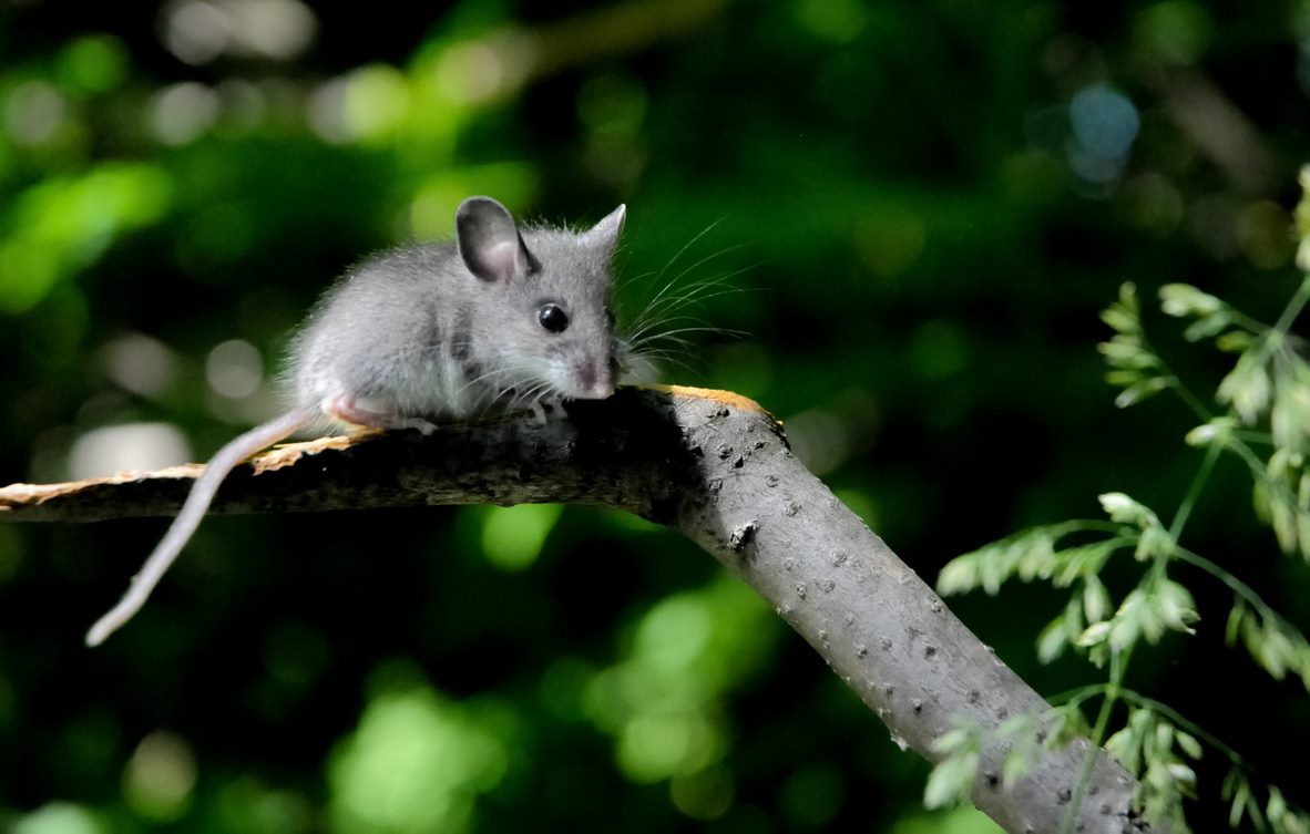 Galerie nature souris animal Michel Gauthier photographe