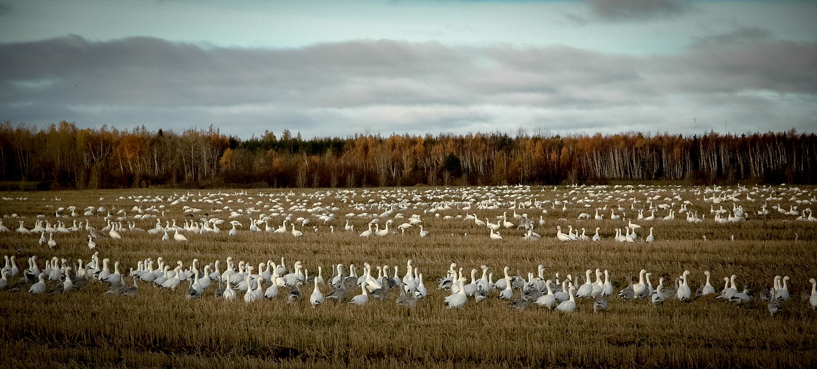 Galerie nature Michel Gauthier photographe oies a l'automne