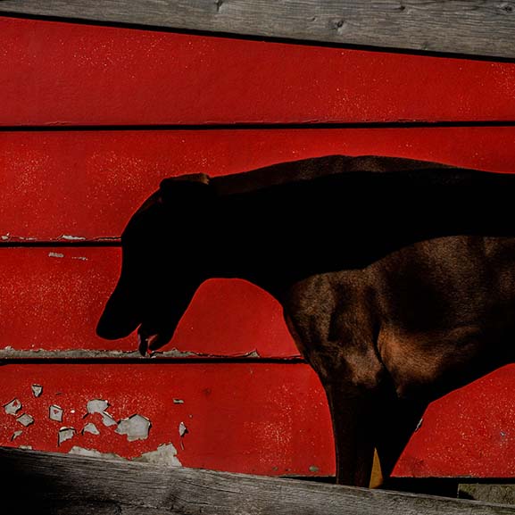 Michel Gauthier photographe chien ombre maison rouge