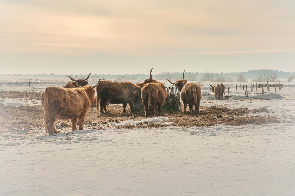 Galerie nature Michel Gauthier animal boeufs Highland champ hiver neige