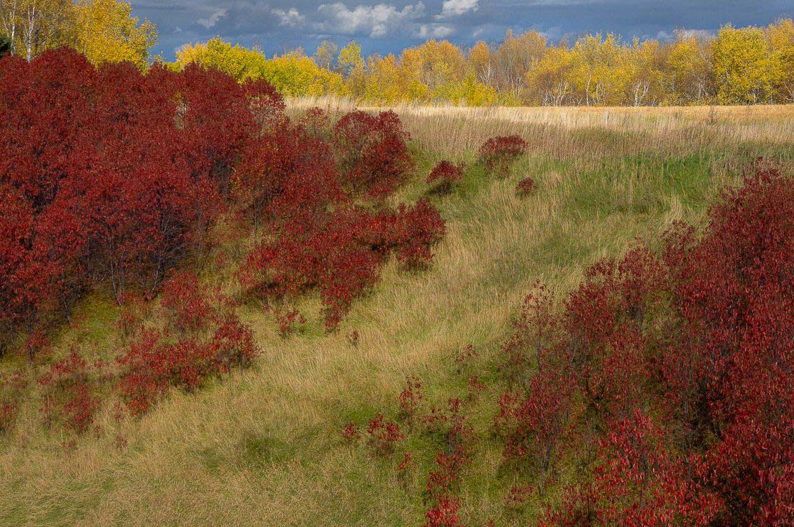 Galerie nature Michel Gauthier paysage automne fleurs rouges