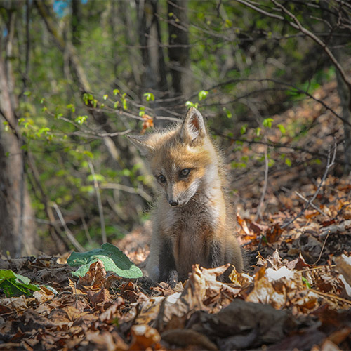 Michel Gauthier photographe renardeau dans forêt