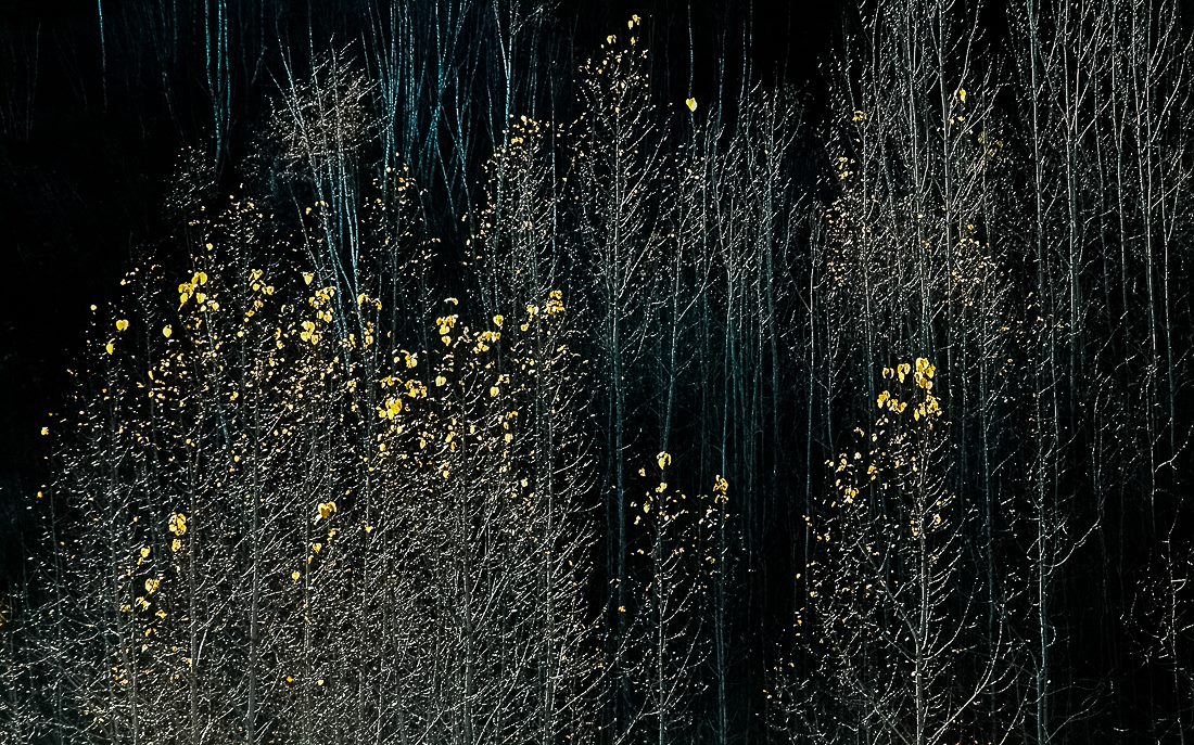 Galerie artistique Michel Gauthier photographe fleurs jaunes